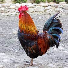 Lalo; Un homme battu à mort pour avoir seulement volé un « poulet »