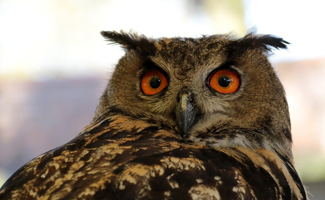 Le Bénin et ses mystères ! Un hibou chute d’un poteau électrique et se transforme en vieille femme à Kpomassè