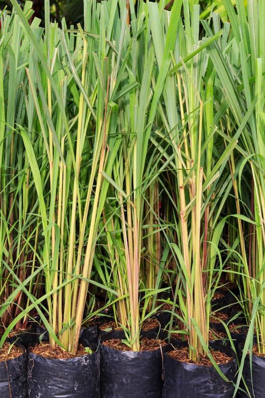 Conseils santé : Les avantages de consommer la Citronnelle, mais attention
