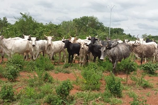 ProSer : Important message de la coordonnatrice Roukayath Chabi Toko aux potentiels demandeurs